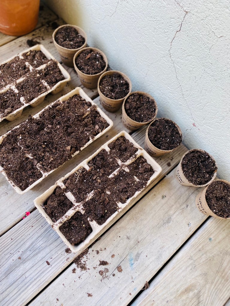 Simple Steps To Successfully Start Seeds Urban Homestead Life